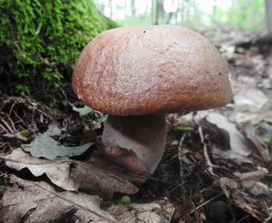 Klikni pro velký obrázek