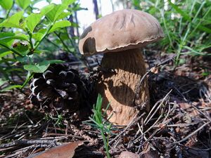 Klikni pro velký obrázek