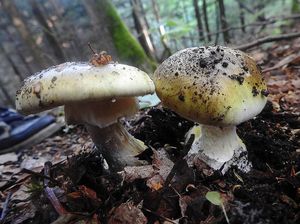 Klikni pro velký obrázek