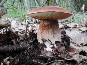 Klikni pro velký obrázek