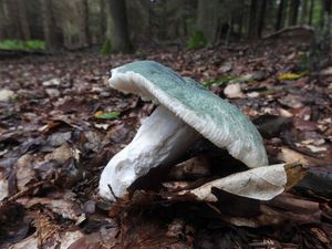 Klikni pro velký obrázek