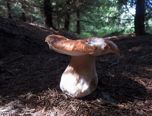 Klikni pro velký obrázek