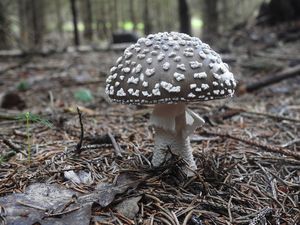 Klikni pro velký obrázek