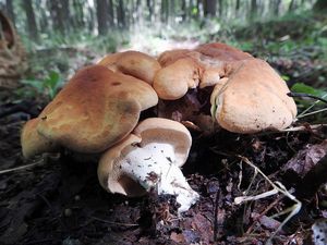 Klikni pro velký obrázek