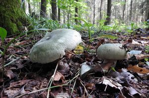 Klikni pro velký obrázek