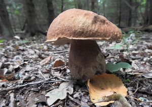 Klikni pro velký obrázek