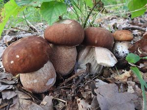 Klikni pro velký obrázek