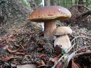 Klikni pro velký obrázek