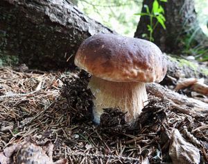 Klikni pro velký obrázek