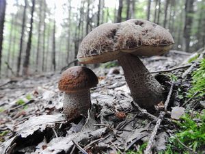 Klikni pro velký obrázek