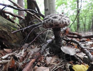 Klikni pro velký obrázek