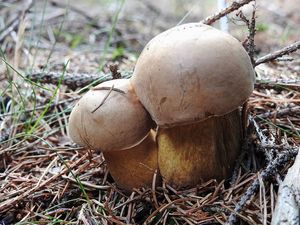 Klikni pro velký obrázek