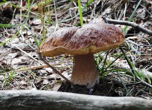 Klikni pro velký obrázek