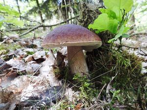 Klikni pro velký obrázek