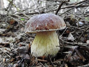 Klikni pro velký obrázek