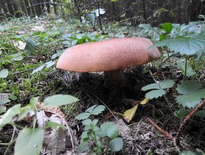 Klikni pro velký obrázek