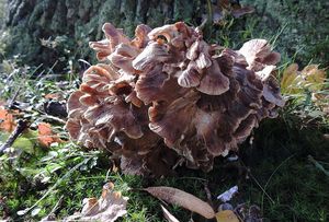 Klikni pro velký obrázek