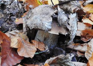 Klikni pro velký obrázek