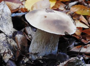 Klikni pro velký obrázek