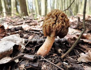 Klikni pro velký obrázek