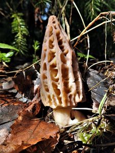 Klikni pro velký obrázek