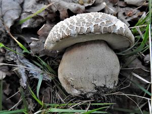 Klikni pro velký obrázek