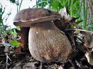 Klikni pro velký obrázek