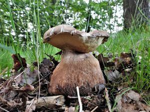 Klikni pro velký obrázek