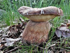 Klikni pro velký obrázek