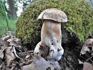 Klikni pro velký obrázek