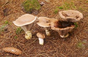 Klikni pro velký obrázek