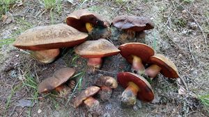 Klikni pro velký obrázek