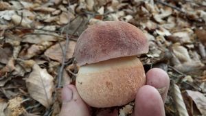 Klikni pro velký obrázek