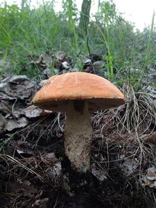 Klikni pro velký obrázek