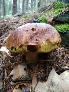 Klikni pro velký obrázek