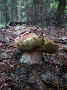 Klikni pro velký obrázek