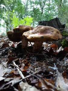 Klikni pro velký obrázek