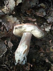 Klikni pro velký obrázek