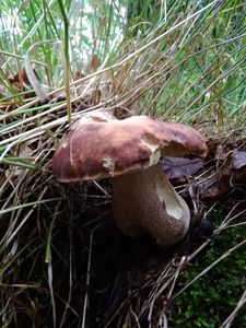 Klikni pro velký obrázek