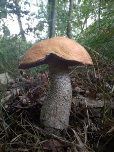 Klikni pro velký obrázek