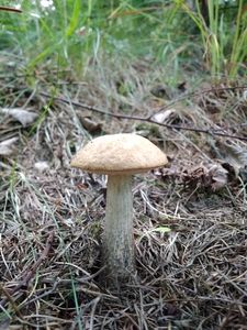 Klikni pro velký obrázek