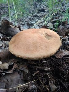 Klikni pro velký obrázek