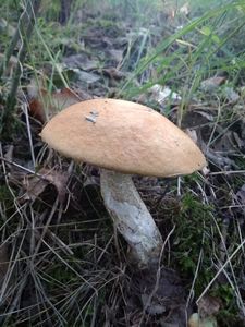 Klikni pro velký obrázek