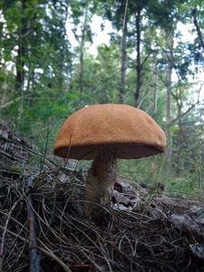 Klikni pro velký obrázek