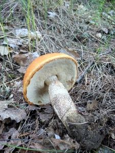 Klikni pro velký obrázek