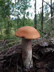 Klikni pro velký obrázek