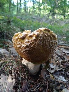 Klikni pro velký obrázek