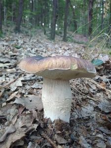 Klikni pro velký obrázek