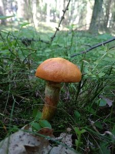 Klikni pro velký obrázek