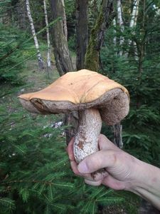 Klikni pro velký obrázek